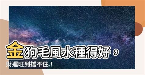 金狗毛風水|【金狗毛風水】5 大金狗毛風水植栽懶人包，小心撞臉檳榔渣！